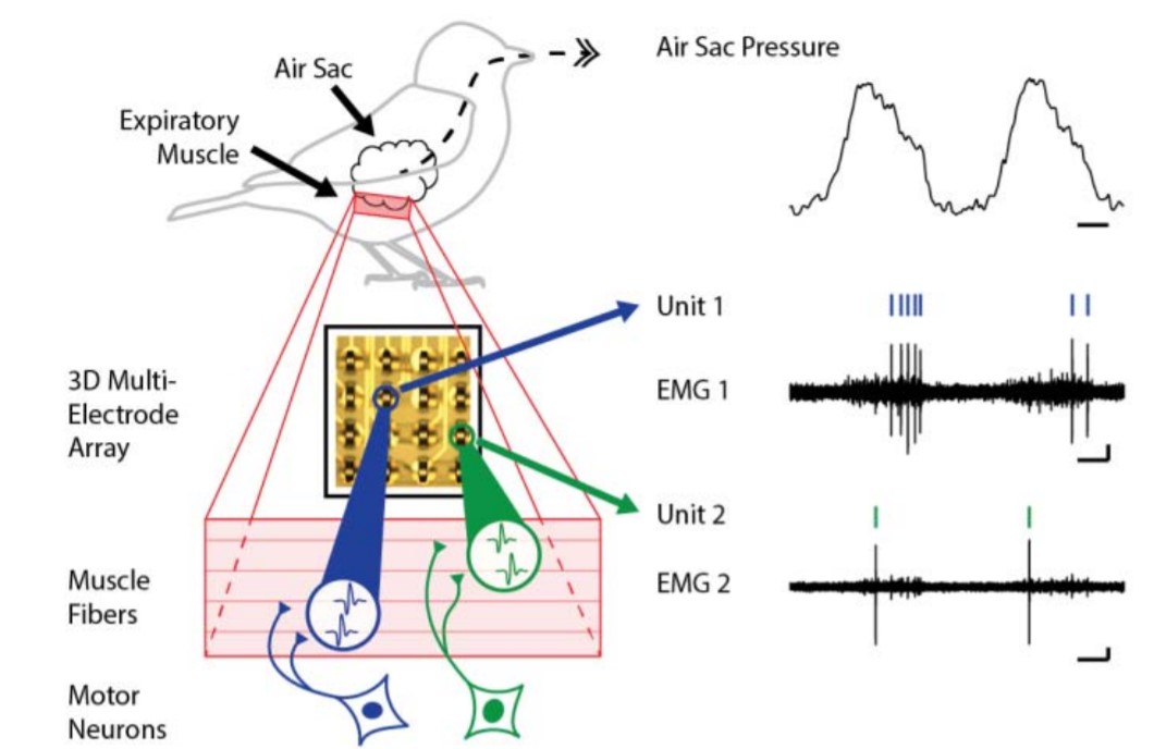 EMG Monitoring